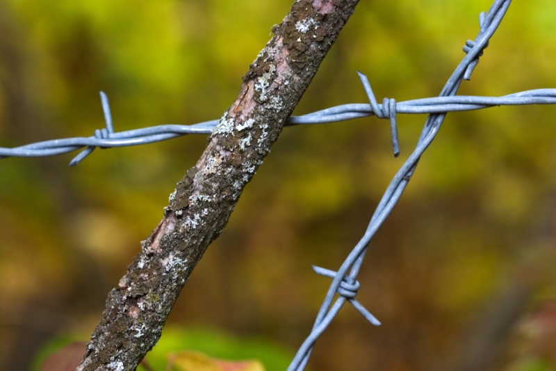 Barbed wire, Montana-Crans Switzerland.jpg - Barbed wire